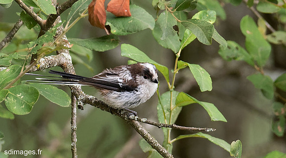 P7319780-ORF_DxO_PRIME