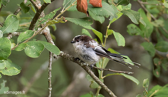 P7319790-ORF_DxO_PRIME