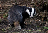 Mammals
