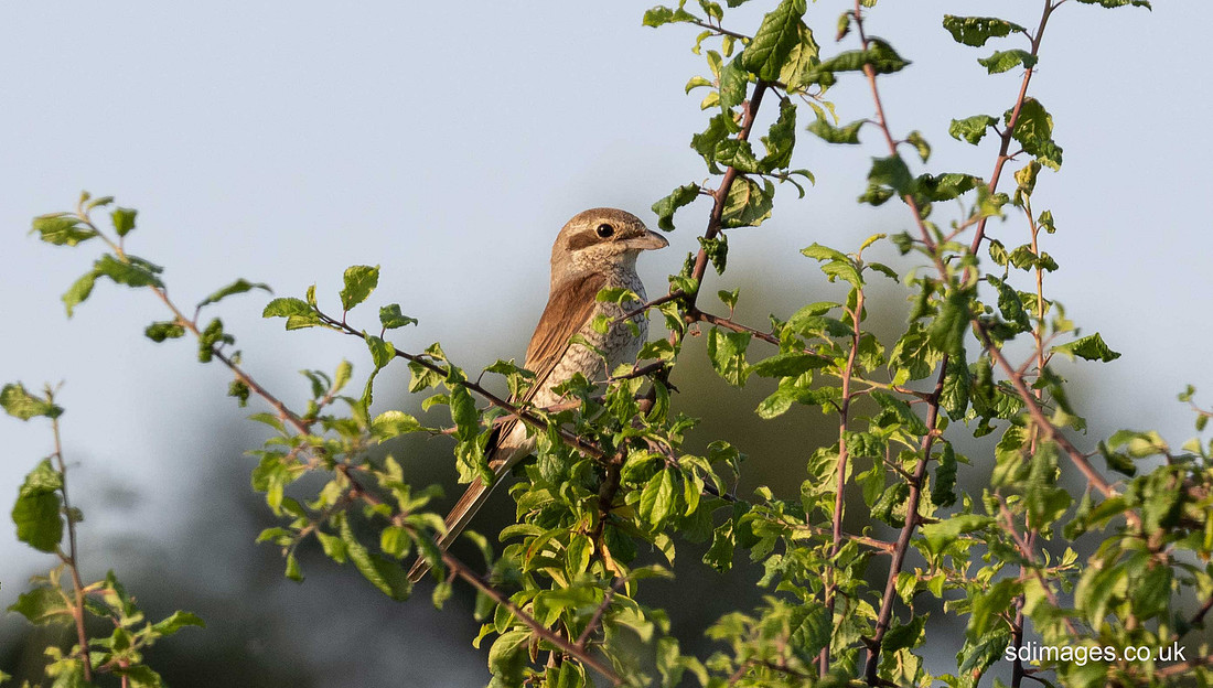 P7210132