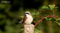 Red backed shrike