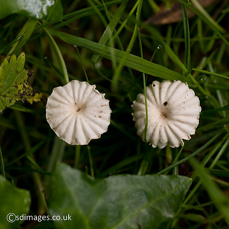 Little Wheel Fungus