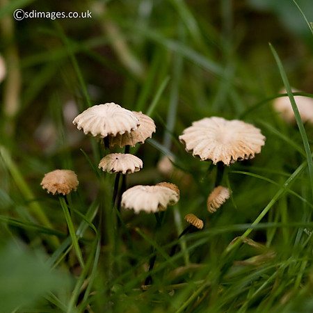 Little Wheel Fungus