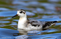 Grey Phalarope