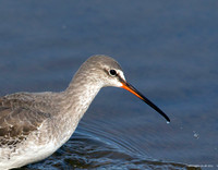 Spotted Redshank