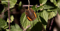 620A9505