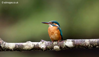 Kingfisher