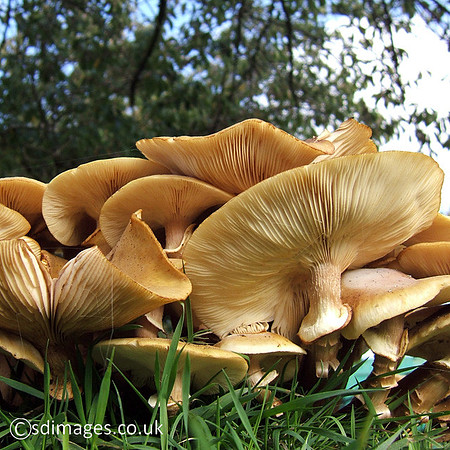 Honey Fungus