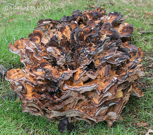 Hen of the Woods