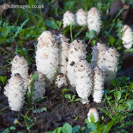 Shaggy Ink Cap