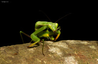 Praying Mantis