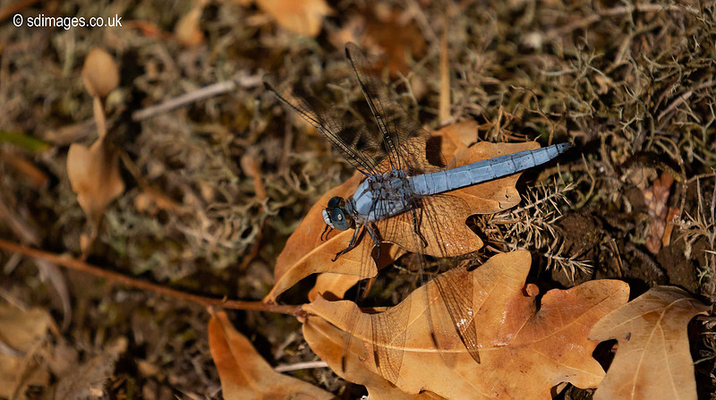 620A3096