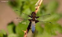 Dragonflies