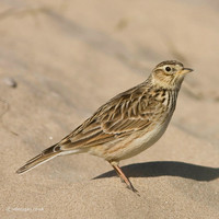 Skylark