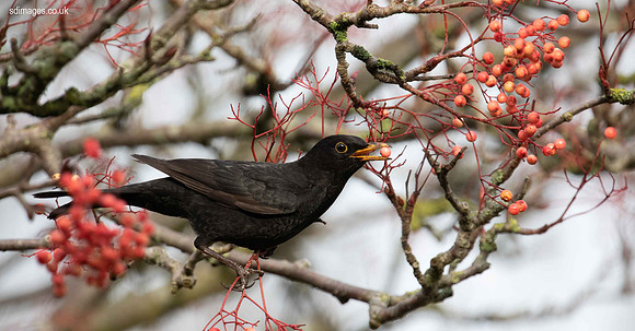 620A4269