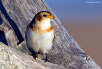 Snow Bunting