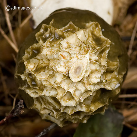 Stinkhorn