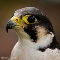Peregrine Falcon