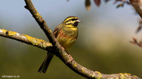 Cirl Bunting