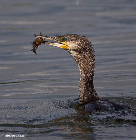 A92X1658