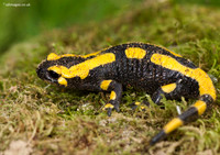 Amphibians and Salamanders in France
