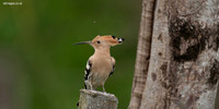 Hoopoe