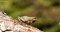 Common Tree Frog