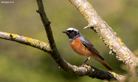 Redstart