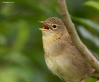 Grasshopper Warbler