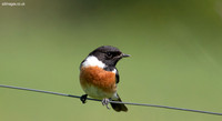 Stonechat