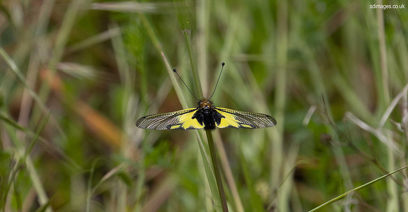 620A3206