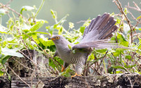 Cuckoo