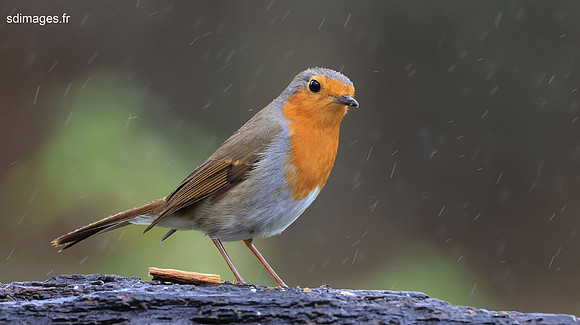 214A2746