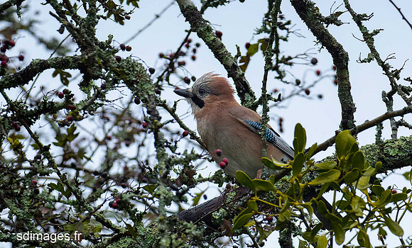 PC091152-ORF_DxO_PRIME