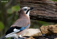 Jay