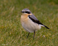 Wheatear