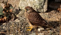 Kestrel