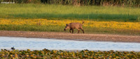 Wild Boar