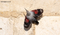 Wall Creeper