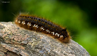 Garden Tiger Moth Caterpillar