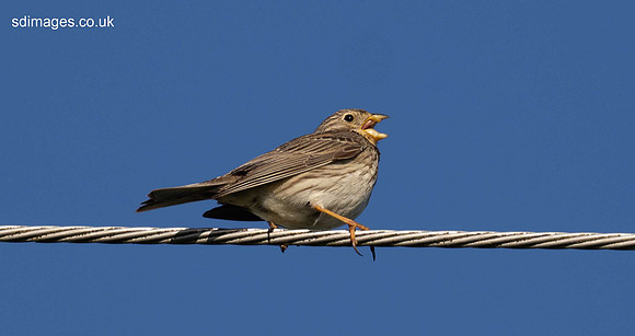 P5140245
