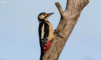 Great Spotted Woodpecker