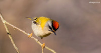 Firecrest