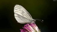 620A9776