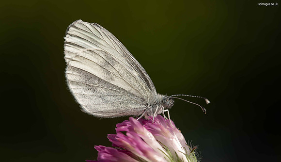 620A9779