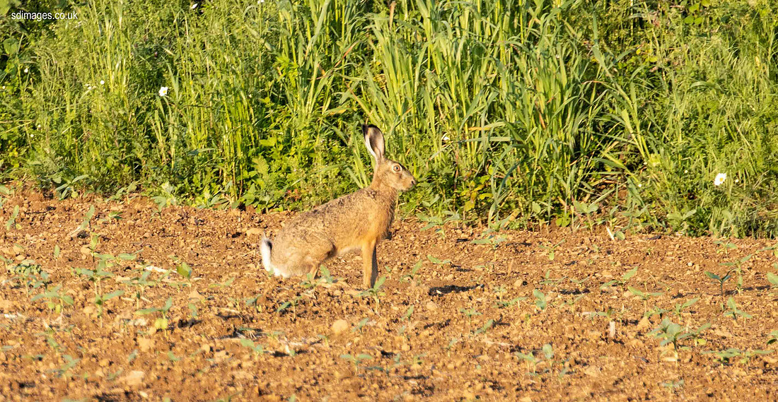 IMG_6690