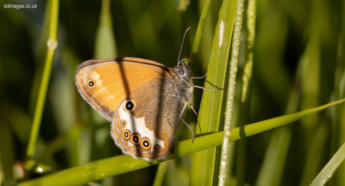 IMG_8494