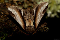 Lesser Swallow Prominent