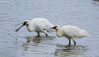 Spoonbill