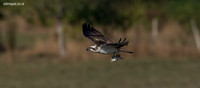 Osprey